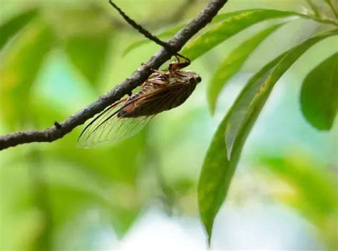 家裡有蟬|一鳴驚人！蟬的6大吉祥寓意